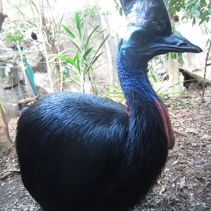 Cassowary