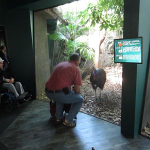 Meeting a Cassowary