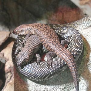 Cunninghams Skink on Diamond Python