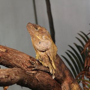 Frilled Dragon
