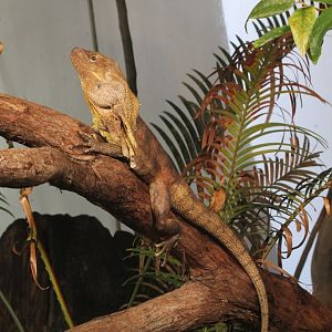 Frilled Dragon