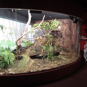 Frilled Lizard Enclosure