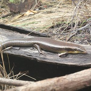 Hosmer's Skink