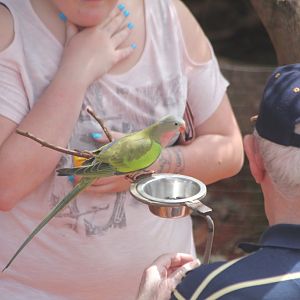 Princess Parrot