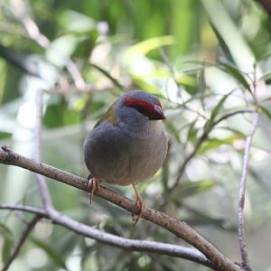 Red-browed Firetail Finch