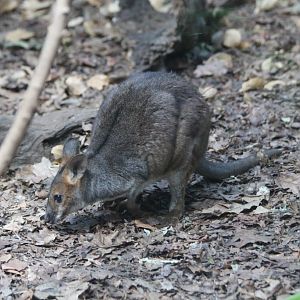 Red-legged Pademelon