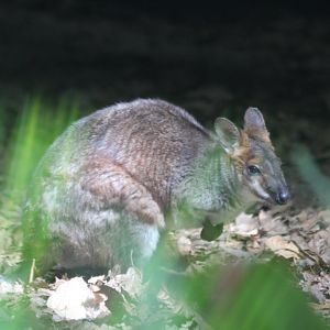 Red-legged Pademelon