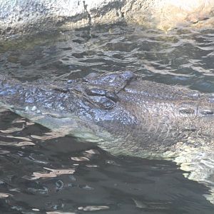 'Rex' - Saltwater Crocodile