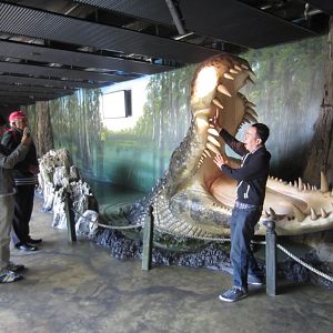 Crocodile display