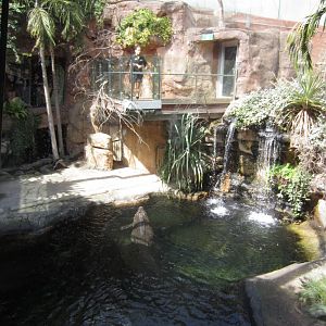Saltwater Crocodile Enclosure