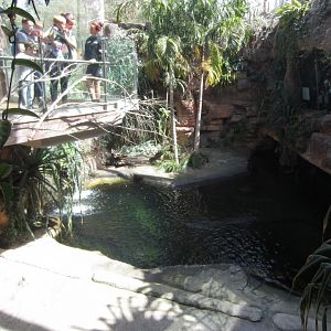 Saltwater Crocodile Enclosure