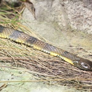 Tiger Snake