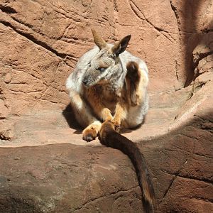 Yellow-footed Rock Wallaby