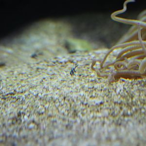 Baby Bangaii Cardinalfish