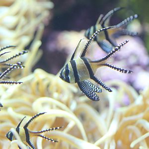 Bangai Cardinalfish