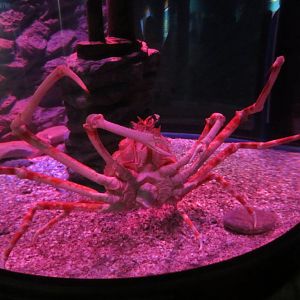 Japanese Spider Crab