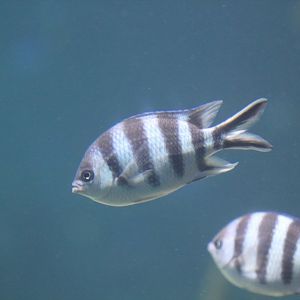 Scissortail Sergeant