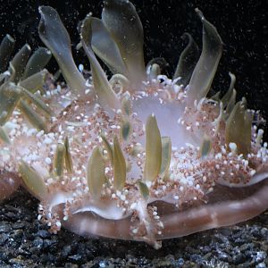 Upside-down Jellyfish