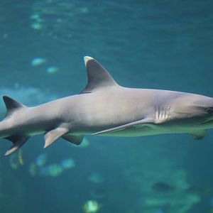 White-tip Reef Shark