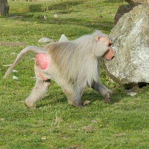 Hamadryas Baboon at Flamingo Land - 14/10/2012