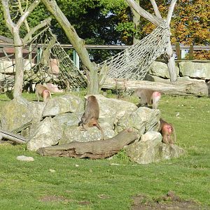 Baboon Island at Flamingo Land - 14/10/2012