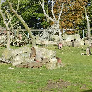 Baboon Island at Flamingo Land - 14/10/2012