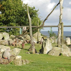 Baboon Island at Flamingo Land - 14/10/2012
