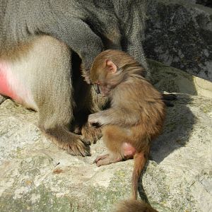 Hamadryas Baboons at Flamingo Land - 14/10/2012