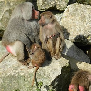 Hamadryas Baboon at Flamingo Land - 14/10/2012
