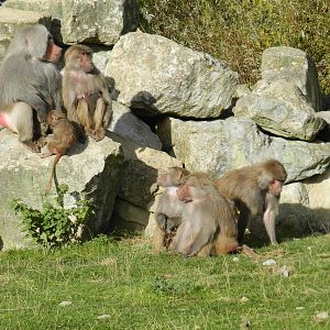 Hamadryas Baboons at Flamingo Land - 14/10/2012