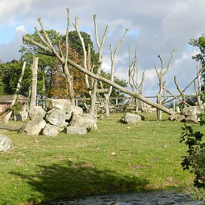 Baboon Island at Flamingo Land - 14/10/2012