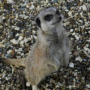 Meerkat at Flamingo Land - 14/10/2012