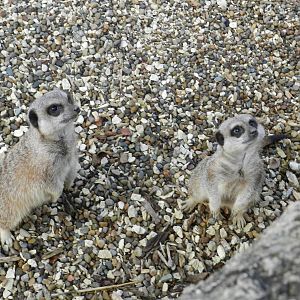 Meerkats at Flamingo Land - 14/10/2012