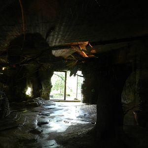 Rodriguez Flying Fox Exhibit at Flamingo Land - 14/10/2012