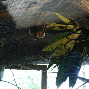 Rodriguez Flying Foxes at Flamingo Land - 14/10/2012