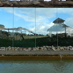 Lion Exhibit Viewing at Flamingo Land - 14/10/2012