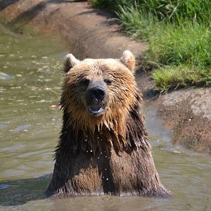 Brown bear enjoying the heat (summer 2012)