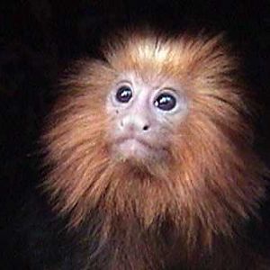 Simon in the Tropical American Rain Forest