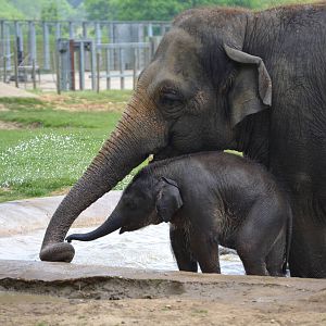 Drinking from the water spout