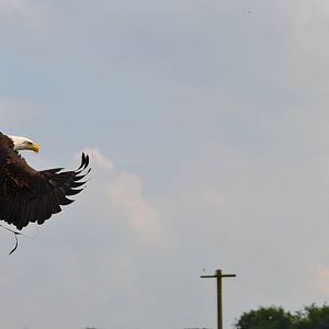 Bald eagle
