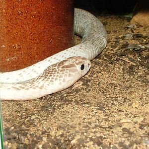 Southern Indonesian Spitting Cobra at Prague Terrarium, 26/08/12