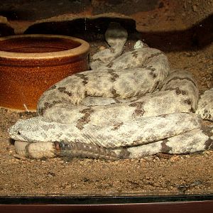 Mottled Rock Rattlesnake at Prague Terrarium, 26/08/12