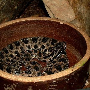 Dusky Pygmy Rattlesnake at Prague Terrarium, 26/08/12