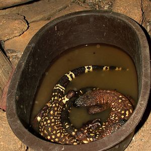 Mexican Beaded Lizard at Prague Terrarium, 26/08/12