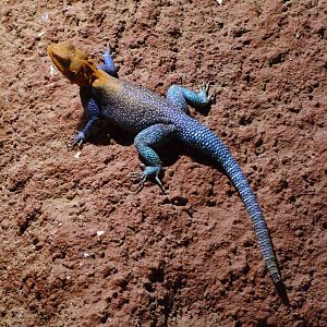 Red-headed Agama at Prague Terrarium, 26/08/12