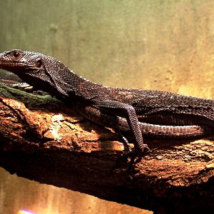 Black Tree Monitor at Prague Terrarium, 26/08/12
