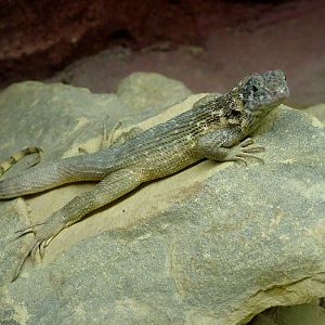 Northern Curly-tailed Lizard at Prague Terrarium, 26/08/12