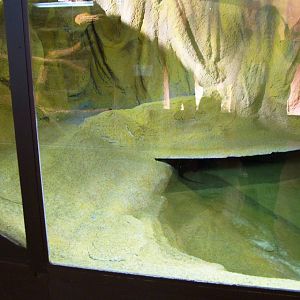 Caiman Exhibit at Prague Terrarium, 26/08/12