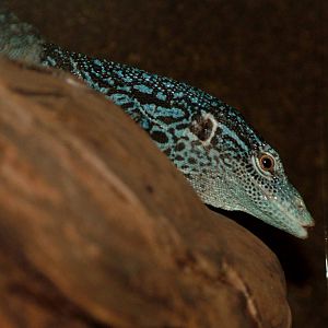 Blue-spotted Tree Monitor at Prague Terrarium, 26/08/12