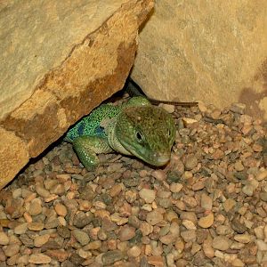 Moroccan Eyed Lizard at Prague Terrarium, 26/08/12